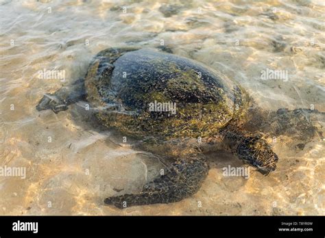 Big Olive Turtle In The Water On The Coast Of The Turtle Beach In
