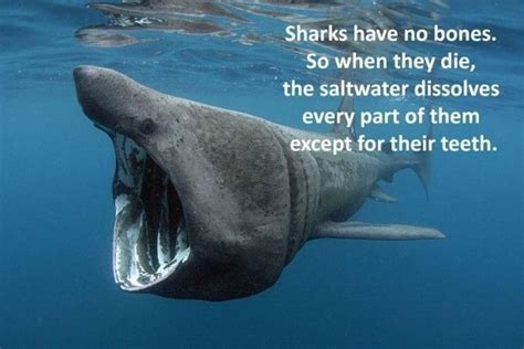 21 Shark Facts Just In Time For Shark Week