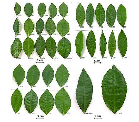 Morphological Variability Of The Typical Mature Leaves Of The Mutant
