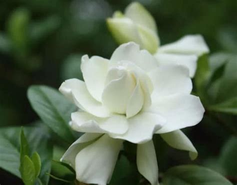 Gardenia August Beauty 20 Live Plant Cuttings White Etsy Plant