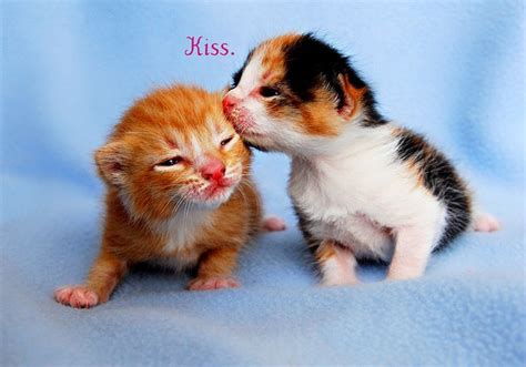 Sweet Kitty Kisses Cute Kittens Photo 41421007 Fanpop
