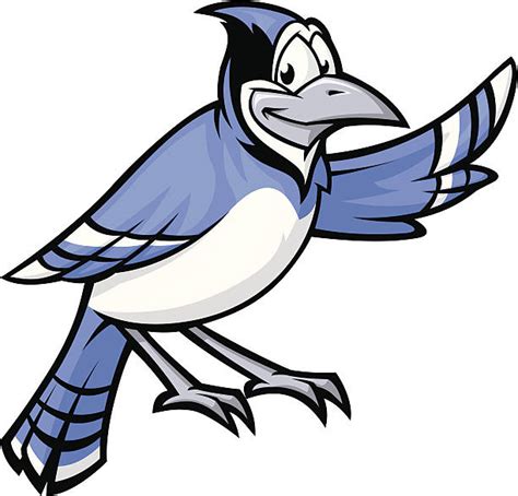 Royalty Free Blue Jay Bird Clip Art Vector Images And Illustrations Istock