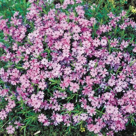Phlox Subulata Purple Beauty Ground Cover Perennials 0