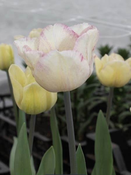 Buy Tulip Bulbs Tulipa Shirley Gold Medal Winning Harts Nursery