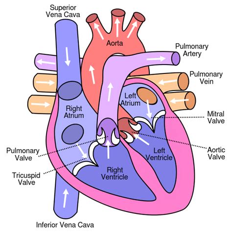 English Diagram Of The Human Heart Anatomia E Fisiologia Anatomia E