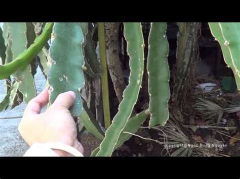 On july 24th, 2018, urban dictionary 2 user sarcastichandjob defined the saw con, 'saw con' when said out loud sounds like 'suck on', and should be followed by 'deez nuts!' , very le 'yakuza: growing dragon fruit part 3 update - what it looks like ...