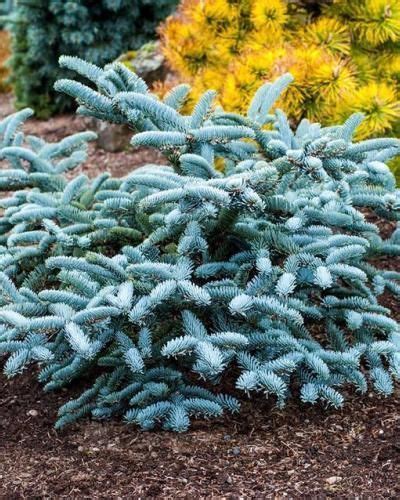 Photo Of Prostrate Colorado Blue Spruce Picea Pungens Glauca
