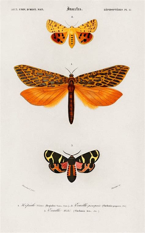 Different Types Of Moths Illustrated By Charles Dessalines D Orbigny