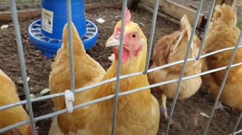 Orpington Chickens All You Need To Know About This Breed