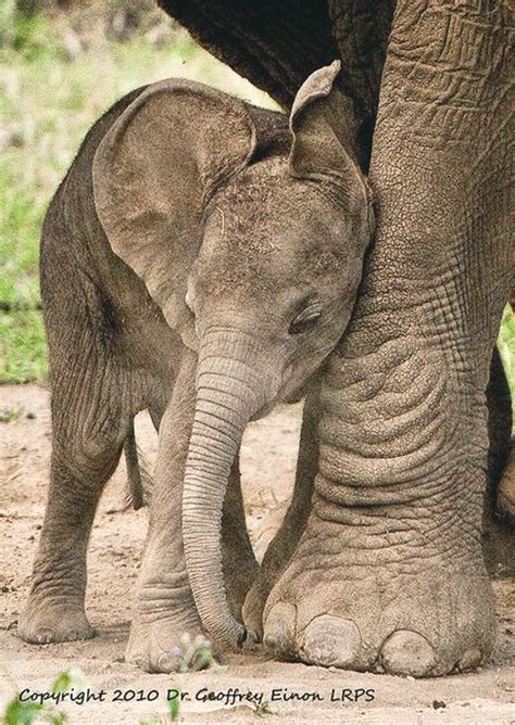 Baby Elephant Feelin The Love Pressed Against Moms Strong Leg Big