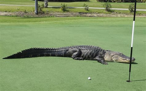Fore Giant Alligator Goes For Stroll On Florida Golf Course Nbc News