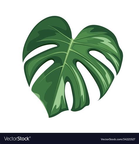 Monstera Leaf Realistic Design Isolated On White Vector Image