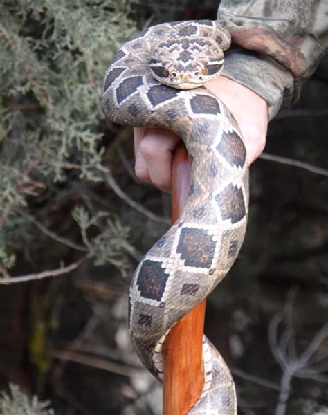 Making Of A Hand Carved Rattlesnake Cane Solidsmack