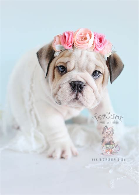 Home for the best english bulldog puppies get your pups at affordable prices including available puppies, shipment details, about and more. English Bulldog Puppies For Sale | Teacups, Puppies & Boutique