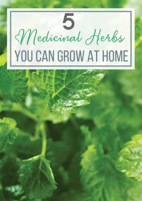 5 Medicinal Herbs You Can Grow At Home