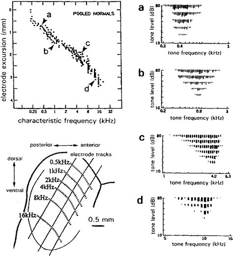 Tonotopic Representation In Auditory Midbrain Ic Central Nucleus Of