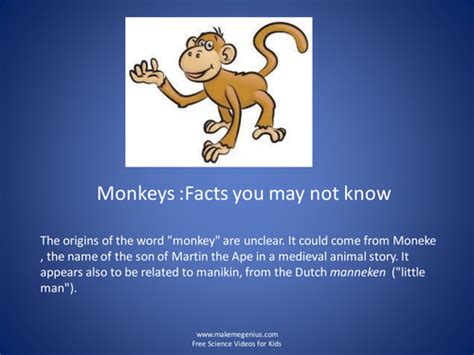 Monkeys Facts Teaching Resources
