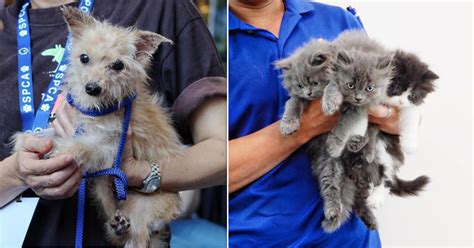 SPCA S'pore needs S$600,000 per year to help over 200 needy animals a