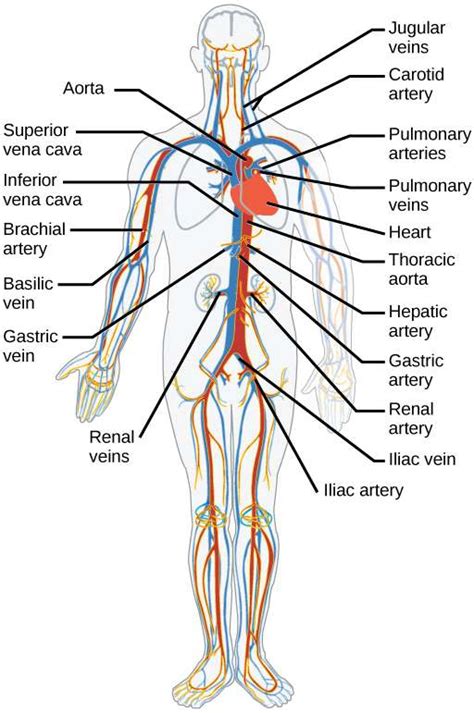 Pembuluh Darah Arteri Pengertian Fungsi Jenis Jenis Struktur Dan 10240