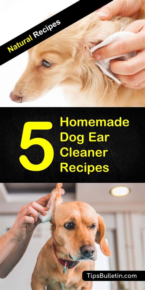 Online, article, story, explanation, suggestion, youtube. Homemade Ear Cleaner For Dogs Witch Hazel - Homemade Ftempo