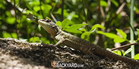 What Do Backyard Lizards Eat And How To Attract Them