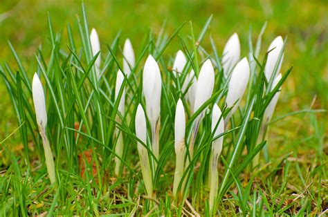 White Spring Flowers Free Stock Photo Public Domain Pictures