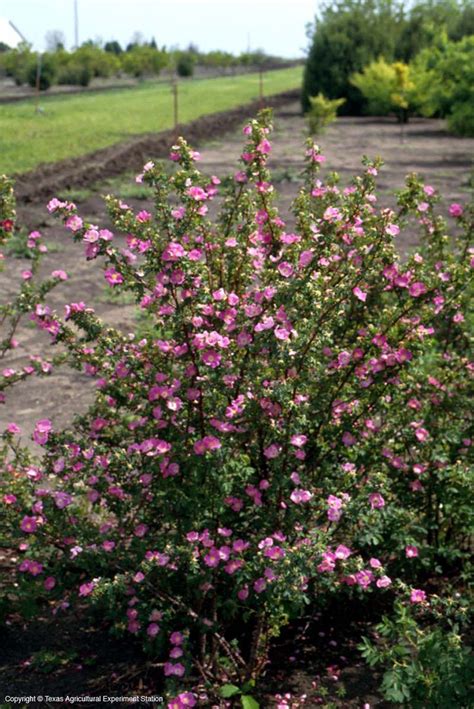 Flowering trees liven up our homes in a big way. 18 best natives for our garden images on Pinterest ...