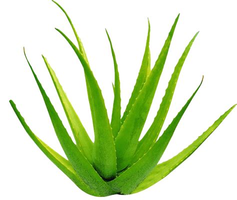 Aloe Vera Gel PNG Image PNG All PNG All