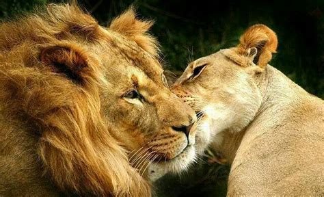 Lion Kisses Lion Images Lion And Lioness Animals Beautiful