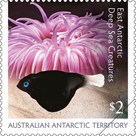 Aat East Antarctic Deep Sea Creatures Australia Post