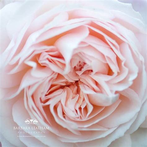 Delicate Pink Rose Ideal Wedding Flower On Trend David Austin Roses