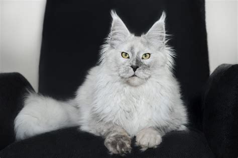 All of our breeding males and females are dual registered with either the wcf, the imperial cat club (a tica charter club) and are always registered with tica upon entry into our cattery program. Pin on Maine coon cats