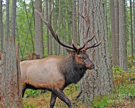 Royal Roosevelt Bull Elk Photograph By Jack Moskovita