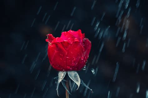 Red Rose Wallpaper 4k Rain Water Drops