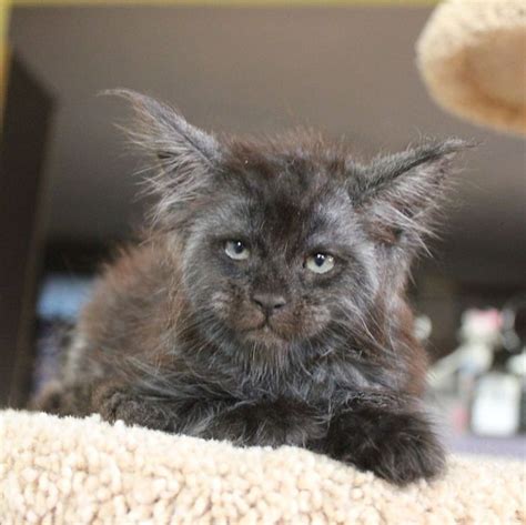 Check spelling or type a new query. Viral Wajah Kucing Mirip Manusia, Lucu atau Seram?