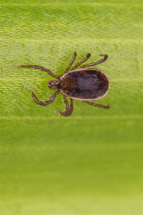 Ticks In Ohio Visit Ohio Today