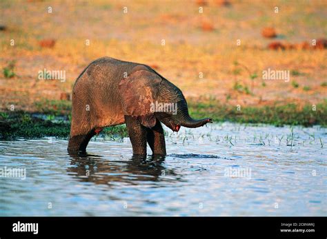 Baby Elephant Playing In Water In A Pond In The Grass Lands Stock Photo
