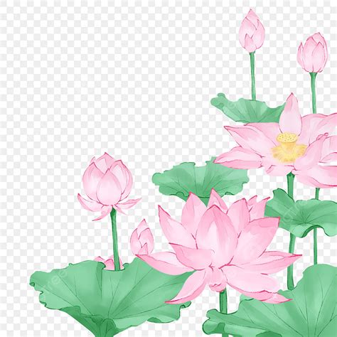 Chinese Style Lotus Hd Transparent Chinese Style Hand Painted Lotus