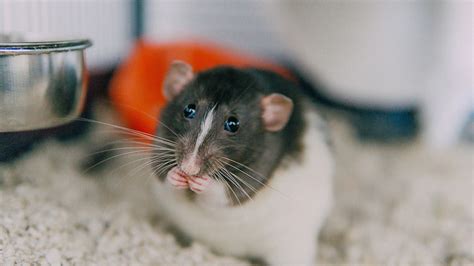 How to take care of fancy hamsters. Can Cats Get Mites From Rats - toxoplasmosis
