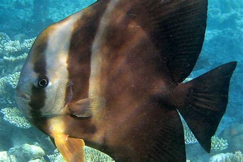 The Longfin Spadefish Whats That Fish