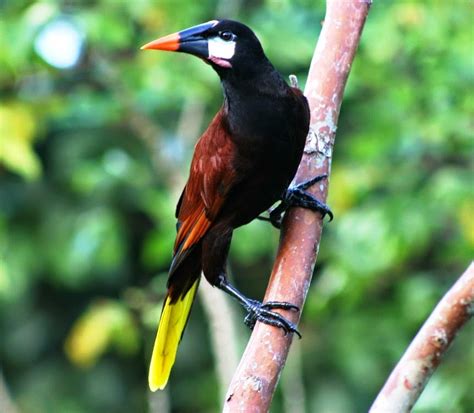 Birds Of The World Montezuma Oropendola