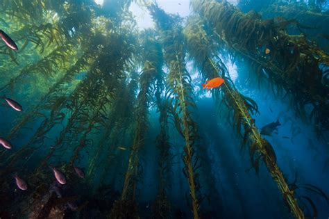~kelp Forest~ Oceans Photo 34416322 Fanpop