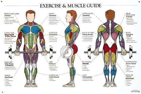Muscle Anatomy Workout Image Muscle Anatomy Body Muscle Anatomy
