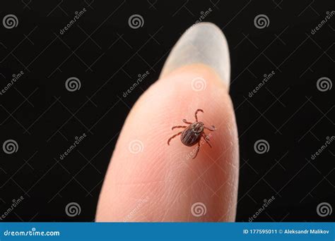 Tick On A Person`s Finger Close Up Concept Of The Season For The