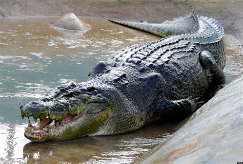 Giant Alligator Giant Alligator Photograph By Cynthia Guinn A
