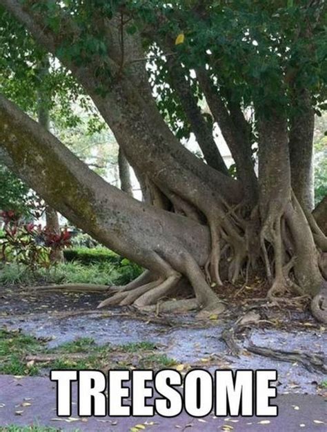 8 hilarious images showing some of mother nature s most unique trees