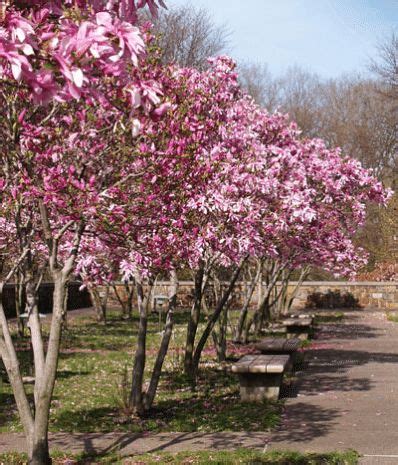 Magnolias (magnolia spp.) are a diverse group of trees known for their large, fragrant blossoms. Jane Magnolia Tree | Jane magnolia tree, Magnolia trees ...