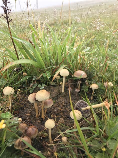 How To Grow Magic Mushrooms In Cow Manure Wsmbmp