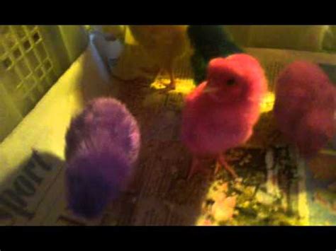 Anak Ayam Warna Warni - YouTube