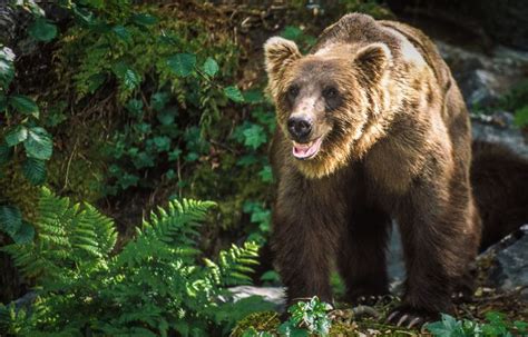 A Large Brown Bear Walking Through The Woods